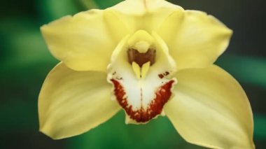 Güzel sarı orkide çiçekleri botanik bahçesinde yetişir. 4K video klibi ücretsiz. Egzotik Cymbidium Orchidaceae çiçeği yeşil parkta çiçek açar.