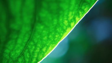 Yeşil yaprak yakından çekildi.