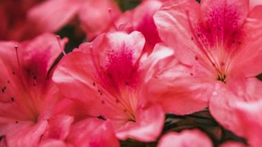 Güzel pembe Rhododendron çiçekleri botanik bahçesinde çiçek açarlar. Egzotik Labrador Çayı veya Pinxterbloom Azalea çiçeğinin görüntüleri parkta büyür, 4k video klipinde yakın plan çekilir.