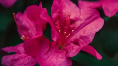 Güzel pembe Rhododendron çiçekleri botanik bahçesinde yetişir. 4K video klipinde yeşil parkta çekilmiş egzotik Pinxterbloom Azalea çiçeği. Kraliyet ücretsiz botanik videoları.