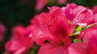 Güzel pembe Rhododendron çiçekleri botanik bahçesinde çiçek açarlar. Egzotik Labrador Çayı veya Pinxterbloom Azalea çiçeğinin görüntüleri parkta büyür, 4k video klipinde yakın plan çekilir.