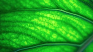 Yeşil yaprak yakından çekildi.