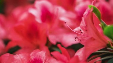 Güzel pembe Rhododendron çiçekleri botanik bahçesinde çiçek açarlar. Egzotik Labrador Çayı veya Pinxterbloom Azalea çiçeğinin görüntüleri parkta büyür, 4k video klipinde yakın plan çekilir.