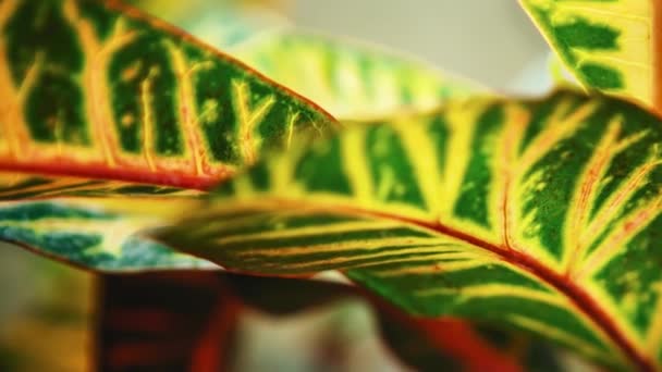 Plantas Tropicais Exóticas Verdes Com Folhas Largas Crescem Jardim Botânico — Vídeo de Stock