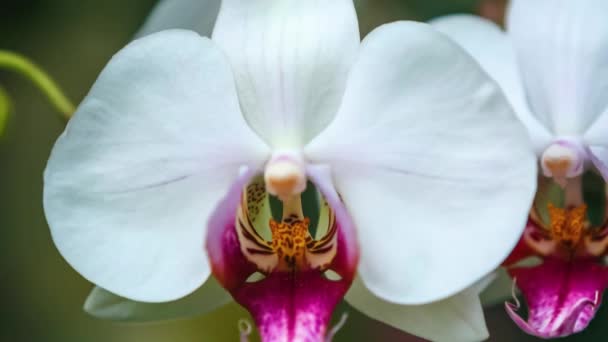 Vackra Vita Orchidea Blommor Blommar Botanisk Trädgård Filmade Nära Håll — Stockvideo