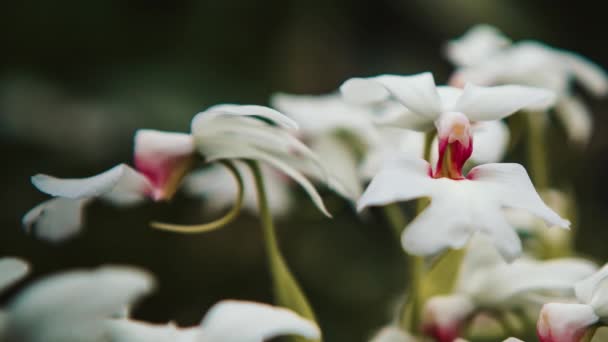 美丽的白色兰花在植物园中盛开 用4K的视频剪贴画拍摄 奇异的白色兰花在绿色植物园中生长 — 图库视频影像