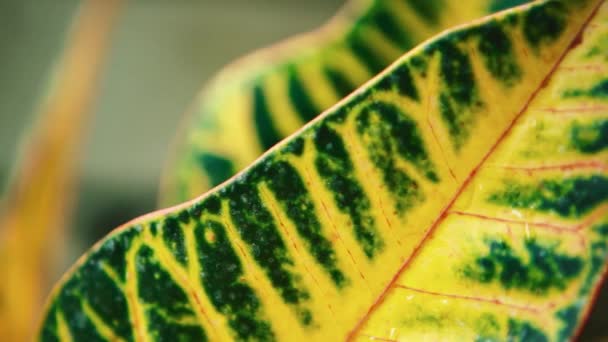 Plantas Tropicais Exóticas Verdes Com Folhas Largas Crescem Jardim Botânico — Vídeo de Stock