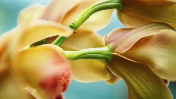 植物園のエキゾチックなオレンジ蘭の花美しいラン科植物は植物園の屋内に咲きます 4Kビデオクリップで撮影された美しい黄色の蘭の花をクローズアップ — ストック動画