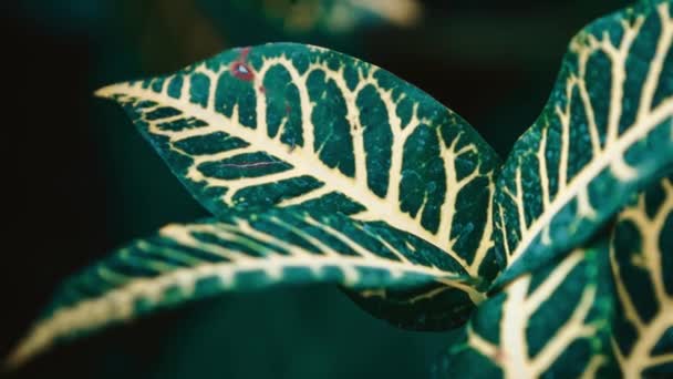 Exotische Tropische Pflanzen Mit Breiten Blättern Wachsen Botanischen Garten Gefilmt — Stockvideo