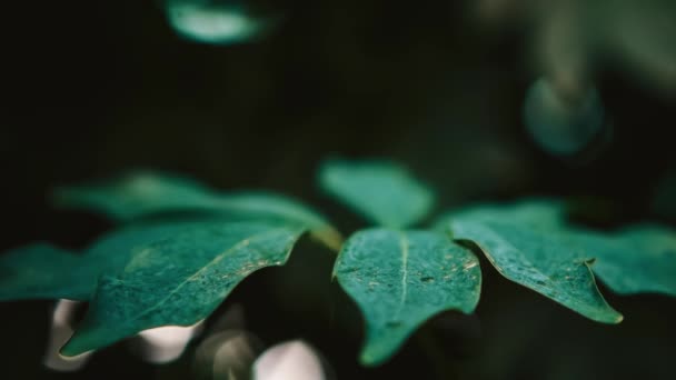 Grüne Tropische Blätter Nahaufnahme Gefilmt Dekorative Blätter Botanischen Garten Exotisches — Stockvideo