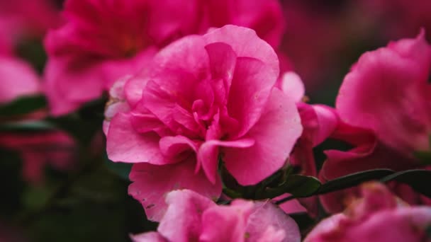 Exotické Růžové Rododendron Květiny Rostou Botanické Zahradě Krásné Pinxterbloom Azalea — Stock video