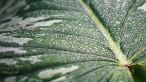 Plantas Exóticas Tropicales Verdes Con Hojas Anchas Crecen Jardín Botánico — Vídeo de stock