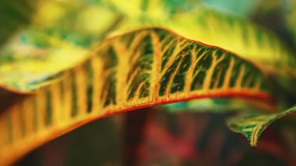 Екзотичні Тропічні Зелені Рослини Широким Листям Ростуть Ботанічному Саді Rare — стокове відео