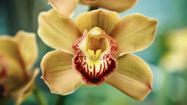 Exotisch Oranje Orchideebloemen Botanische Tuin Prachtige Orchidaceae Cymbidiums Bloeien Binnen — Stockvideo