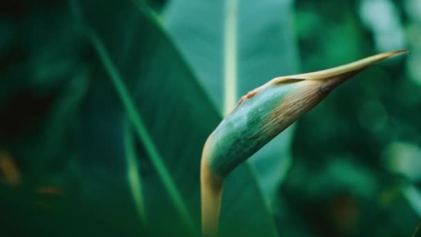 Exótico Strelitzia Reginae Flor Jardim Botânico Evergreen Crane Flor Pássaro — Vídeo de Stock