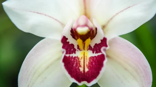 Güzel Beyaz Orkide Çiçekleri Botanik Bahçesinde Açar Video Klipte Çekilir — Stok video