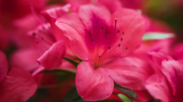 Bellissimi Fiori Rododendro Rosa Sbocciano Nel Giardino Botanico Riprese Exotic — Video Stock