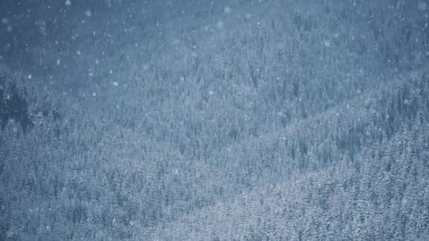 Neige Tombant Dans Forêt Montagne Journée Hiver Enneigée Dans Parc — Video