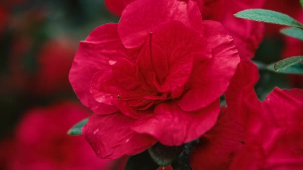 Schöne Rosafarbene Rhododendron Blumen Blühen Botanischen Garten Filmaufnahmen Von Exotischem — Stockvideo