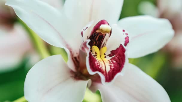 美丽的白色兰花在植物园中盛开 用4K的视频剪贴画拍摄 奇异的白色兰花在绿色植物园中生长 — 图库视频影像