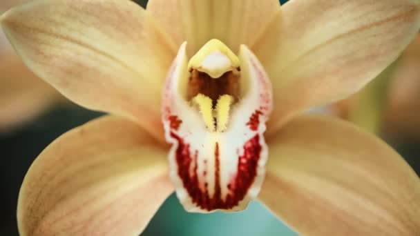 Exotische Orangefarbene Orchideenblumen Botanischen Garten Schöne Orchideengewächse Cymbidiums Blühen Auf — Stockvideo