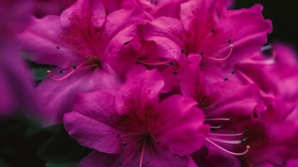 4Kビデオクリップの近くで撮影された植物園で美しい紫色のツツジの花が成長します エキゾチックなピンクの花緑の公園でツツジの花 ロイヤリティフリー映像 — ストック動画