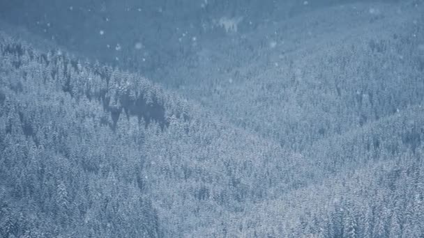 Neve Che Cade Nella Foresta Montagna Giornata Invernale Nevosa Nel — Video Stock