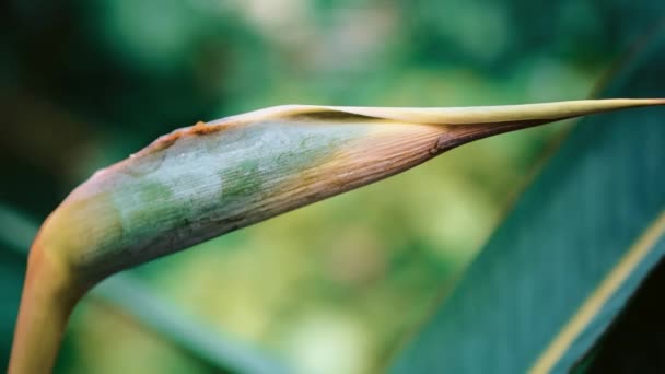 植物園のエキゾチックなStrelitzia Reginaeの花 常緑樹のクレーンの花や楽園の鳥植物の鳥は植物園で成長します — ストック動画