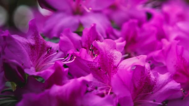 4Kビデオクリップの近くで撮影された植物園で美しい紫色のツツジの花が成長します エキゾチックなピンクの花緑の公園でツツジの花 ロイヤリティフリー映像 — ストック動画