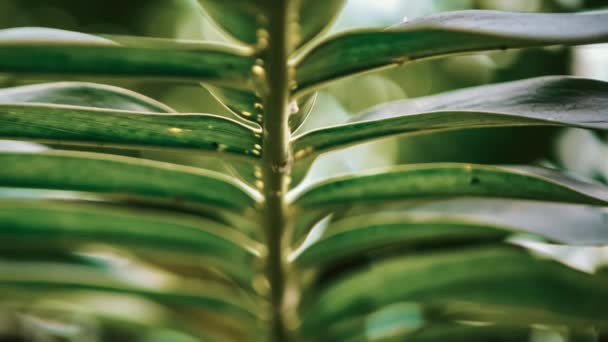 Plantas Tropicais Exóticas Eremospatha Jardim Botânico Cycads Raros Cycadopsida Planta — Vídeo de Stock