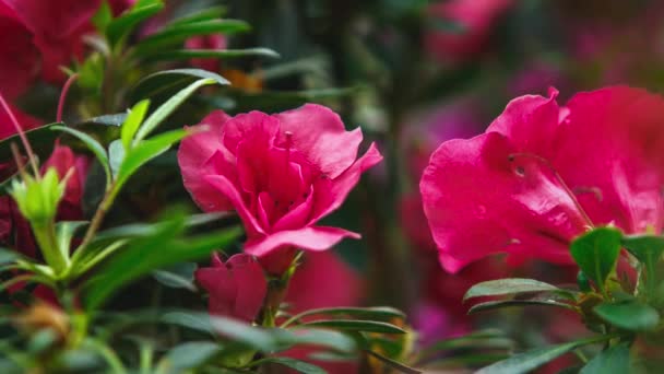 Exotické Růžové Rododendron Květiny Rostou Botanické Zahradě Krásné Pinxterbloom Azalea — Stock video