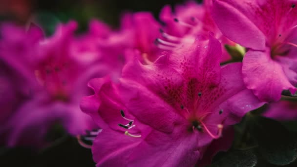 Hermosas Flores Rhododendron Púrpura Crecen Jardín Botánico Filmado Primer Plano — Vídeo de stock