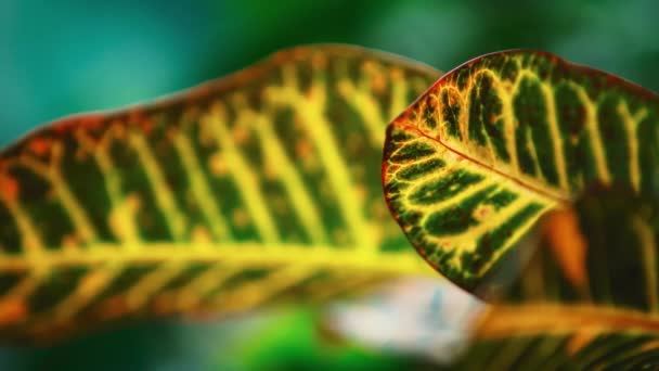 Plantas Exóticas Tropicales Verdes Con Hojas Anchas Crecen Jardín Botánico — Vídeo de stock