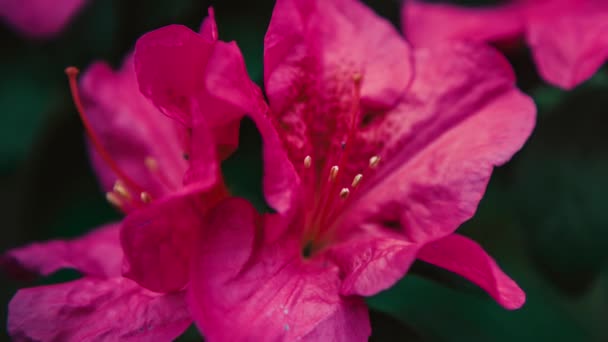 Krásné růžové Rododendron květy rostou v botanické zahradě.Exotické Pinxterbloom Azalea květ natočený v zeleném parku v close up 4K videoklipů.
