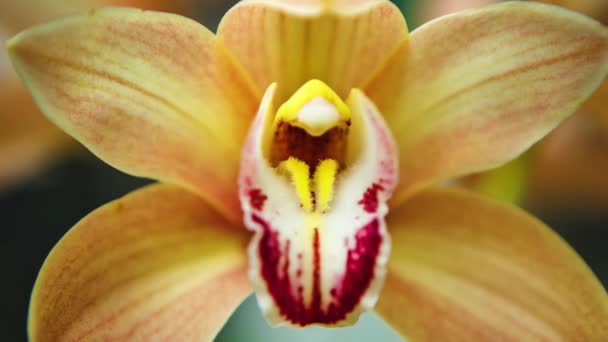 Exotisk Apelsin Orkidé Blommor Botaniska Trädgården Vackra Orchidaceae Cymbidiums Blommar — Stockvideo