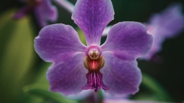 Flores Roxas Exóticas Orquídea Crescem Jardim Botânico Filmado Close Clip — Vídeo de Stock