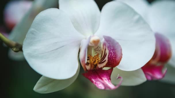 Mooie Witte Orchidee Bloemen Bloeien Botanische Tuin Gefilmd Close Video — Stockvideo