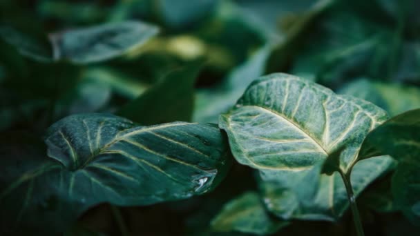 Rare Codiaeum Variegatum Або Colocasias Ростуть Зелених Парках Екзотичні Зелені — стокове відео