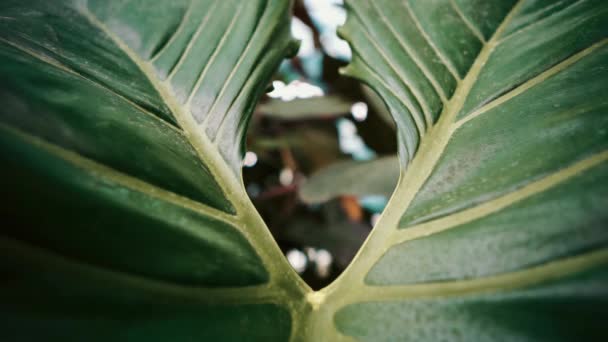Exotische Tropische Pflanzen Mit Breiten Blättern Gedeihen Botanischen Garten Filmaufnahmen — Stockvideo
