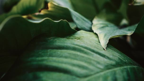 Rare Codiaeum Variegatum Або Colocasias Ростуть Зеленому Парку Зняті Близько — стокове відео