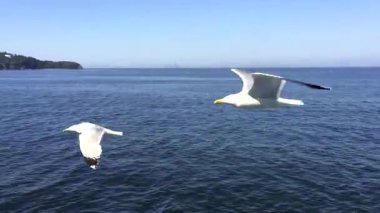 İstanbul 'daki Marmara Denizi' nde, Boğaz üzerinde uçan kuşlar