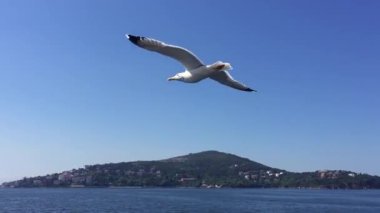 İstanbul 'daki Marmara Denizi' nde, Boğaz üzerinde uçan kuşlar