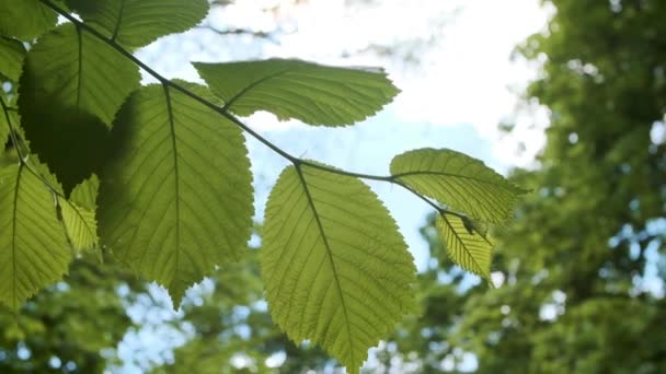 Πράσινα Φύλλα Δάσους Ηλιόλουστη Μέρα Γυρίστηκε Στο Δάσος Goloseevski Στο — Αρχείο Βίντεο