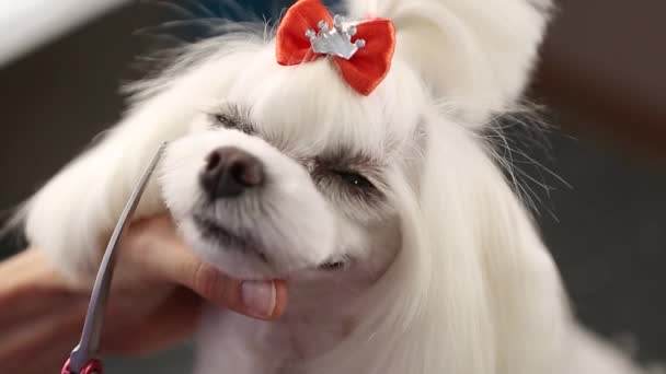 17,981 Funny animals Videos, Royalty-free Stock Funny animals Footage |  Depositphotos