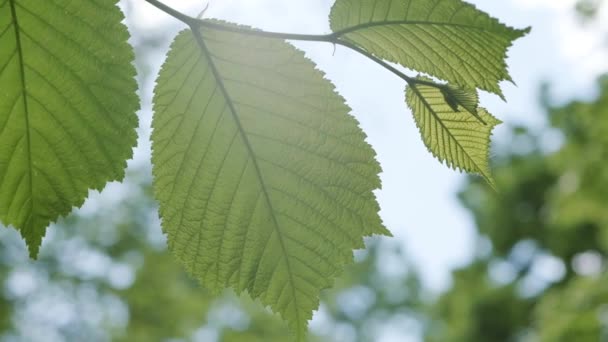 Grüne Blätter Gefilmt Von Unten Mit Hellblauem Himmel Auf Dem — Stockvideo