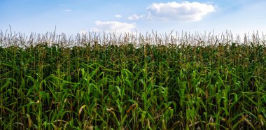 Kırsal kesimde yetişen yeşil mahsullü büyük mısır tarlası.