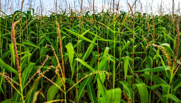 Corn Crop Grow Cultivated Field Agricultural Farm Natural Food Crops — Stock Photo, Image