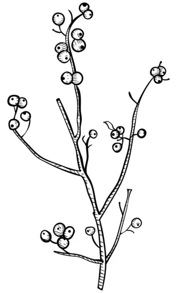 Brindilles Baies Élément Conception Dans Style Dessin Crayon Contour — Image vectorielle