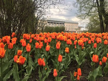 Parktaki güzel laleler
