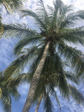 Hindistan cevizli, gökyüzü ve bulutlu palmiye